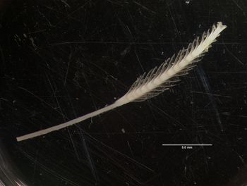 Media type: image;   Malacology 170974